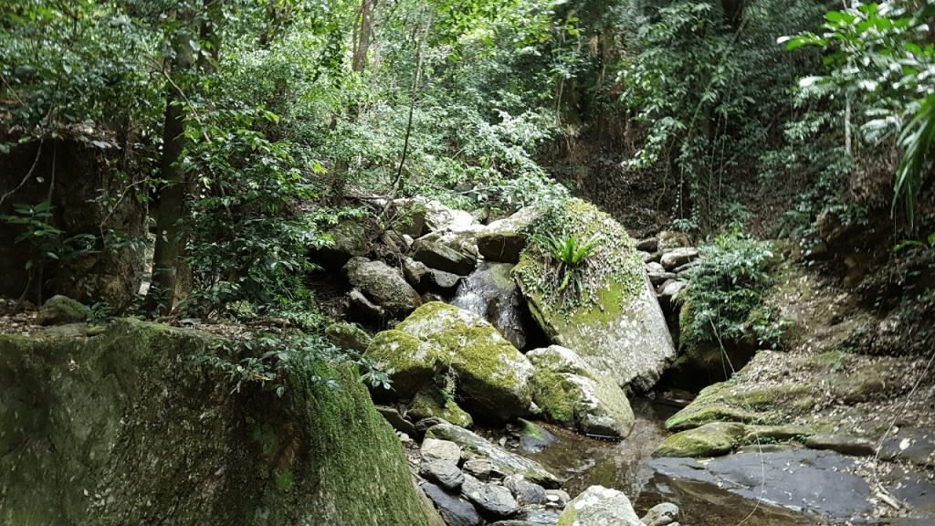Lush Green Cairns Rainforest with small clear creek and narrow walking track