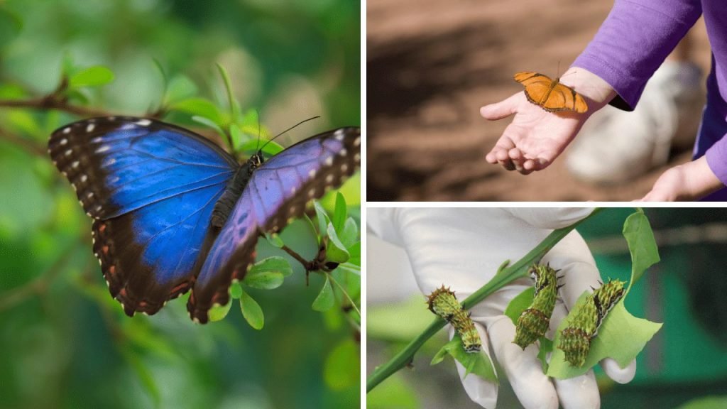 Butterflies and Caterpillars from the Australian Butterfly Sanctuary in Kuranda