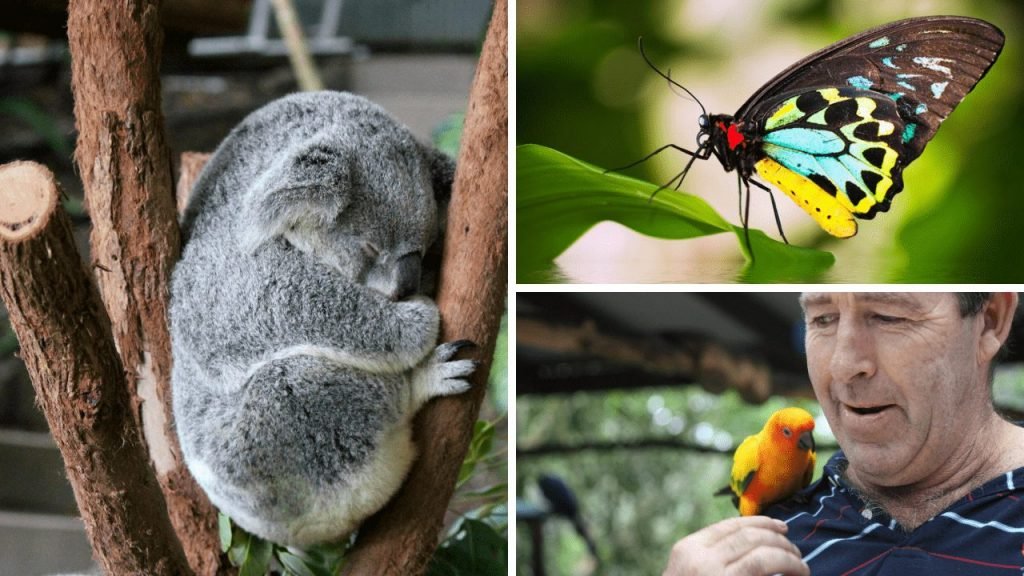 Kuranda Wildlife Koala Butterfly and Bird
