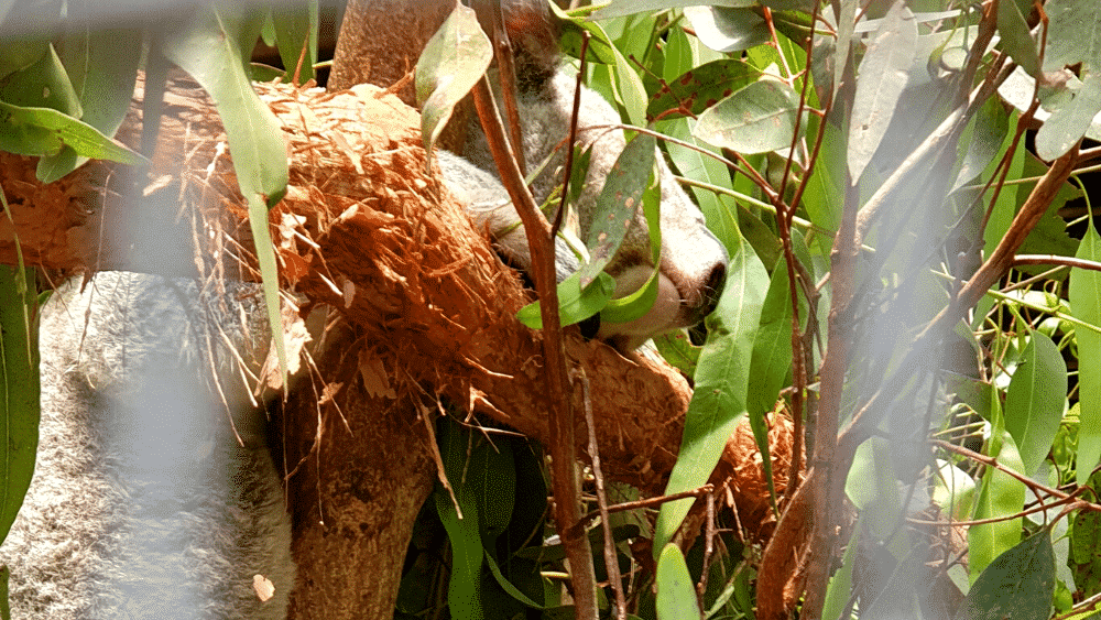 Wildlife Habitat Port Douglas - Boyd oh Boyd Do you think