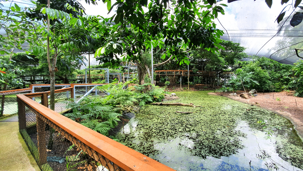 Pathways around water and ferns of the Rainforest Habitat at Port Douglas Wildlife Habitat