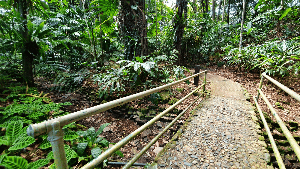 Pathways through rainforest in Flecker Gardens at the Cairns Botanical Gardens