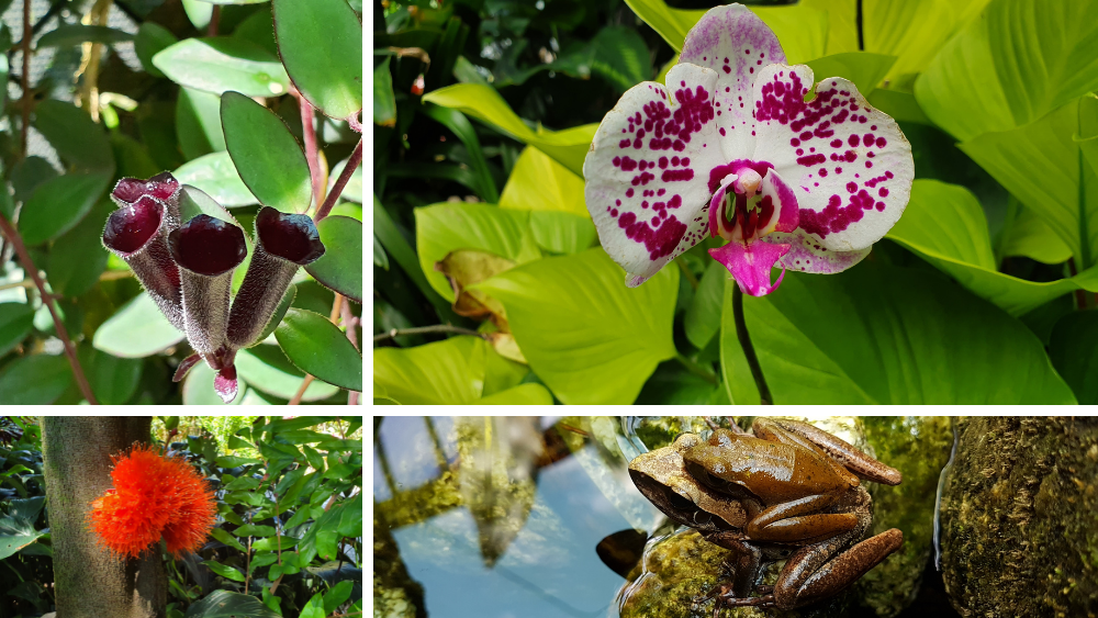 Different flowers and frogs found in the Watkins Munro Martin Conservatory in the Cairns Botanical Gardens