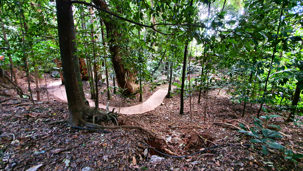 Pathway leading through rainforest in the Gondwanan Heritage Garden at the Cairns Botanical Gardens